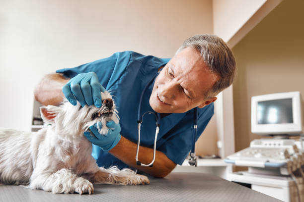 Best Mobile Emergency Dentist in Wills Point, TX